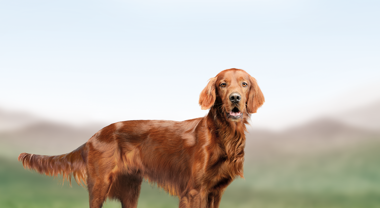 Trockenfutter für ausgewachsene Hunde mit sensibler Verdauung
